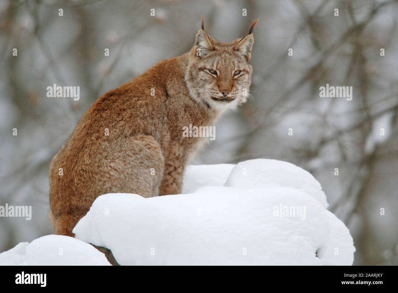 Europ‰ischer Luchs ( Felis lynx) European Lynx ï Baden-Wuerttemberg ...