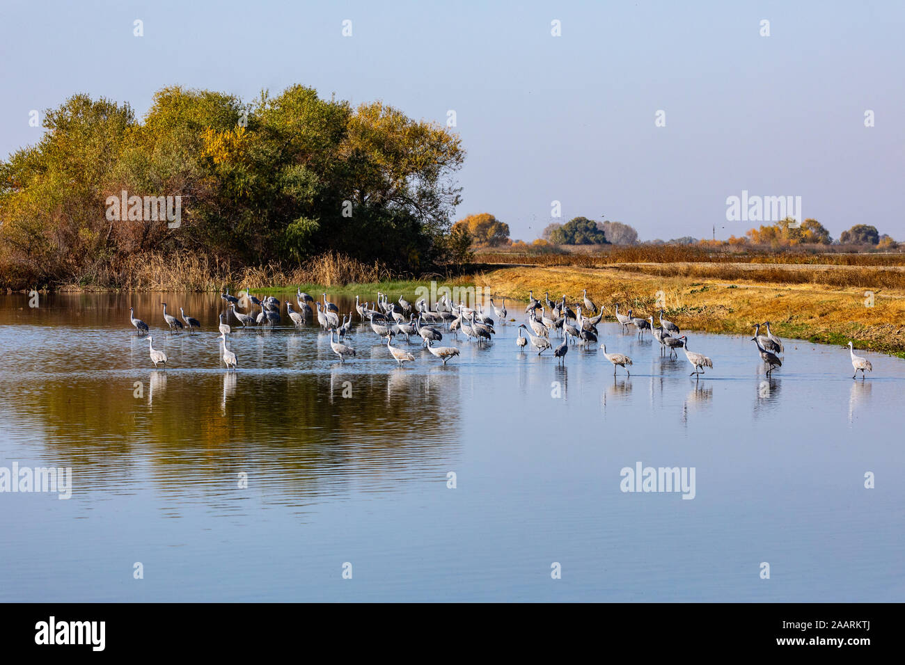 A gathering of Sandhill Cranes at the Merced National wildlife refuge ...