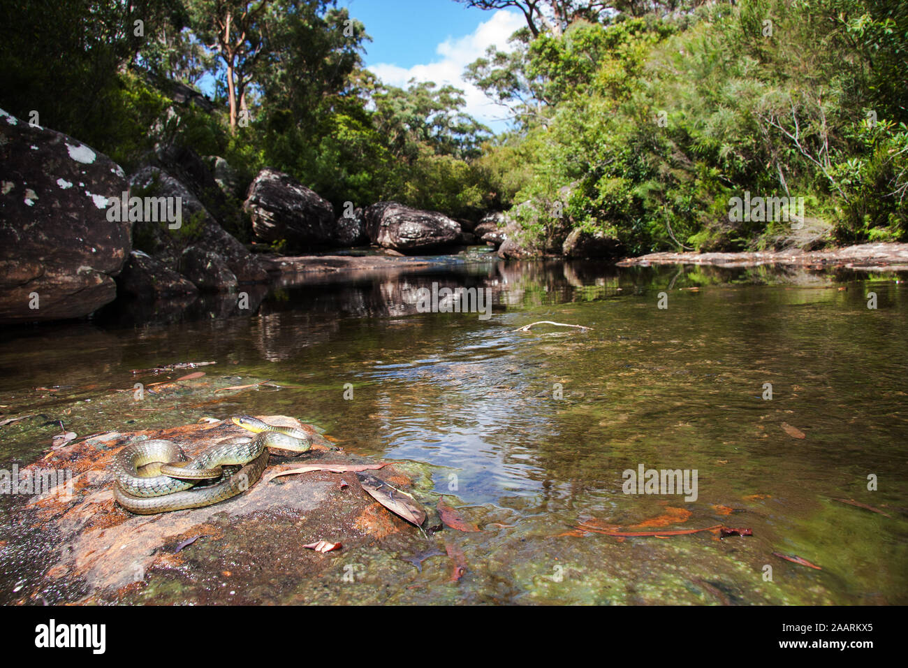 Common Tree Snake beside woodland strean Stock Photo Alamy