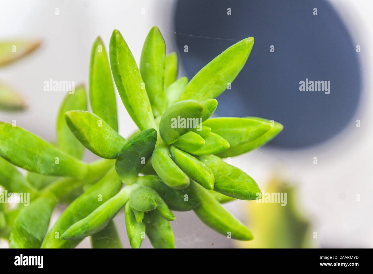Green cactus plant detail photograph Stock Photo