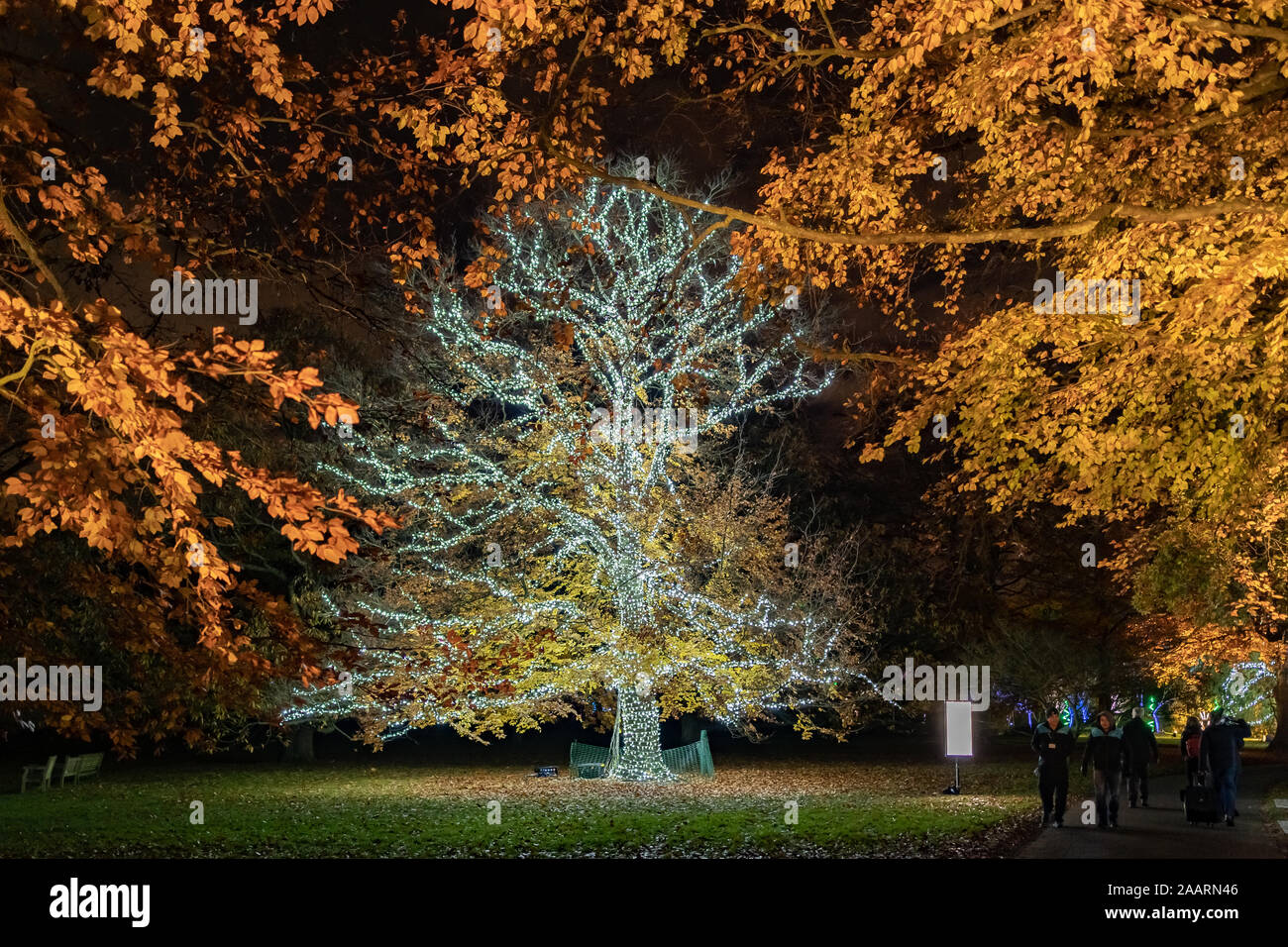 London, UK. 19th Nov 2019. Christmas at Kew winter lights multi-sensory installations. Credit: Guy Corbishley/Alamy Live News Stock Photo