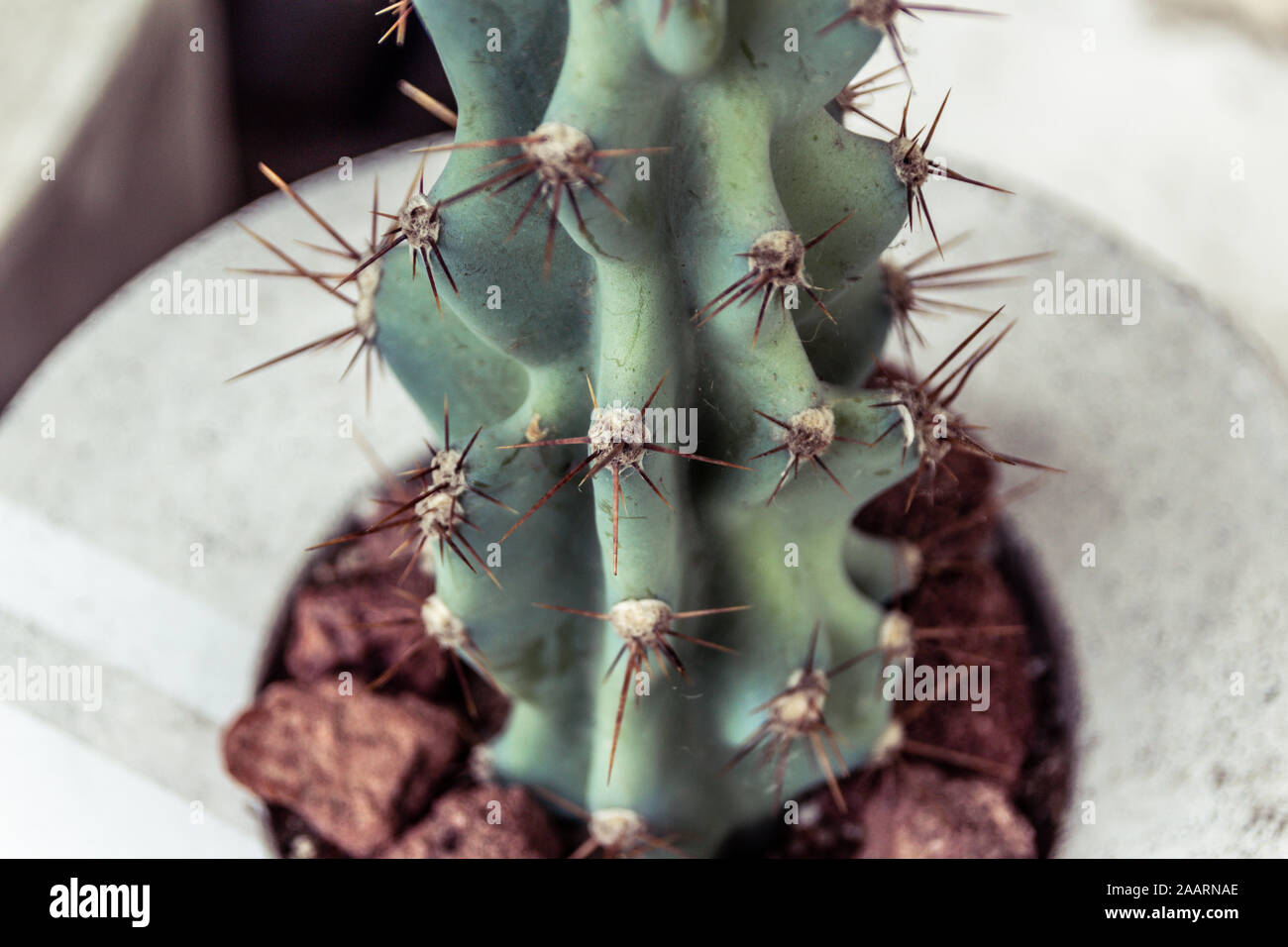 Green cactus plant detail photograph Stock Photo