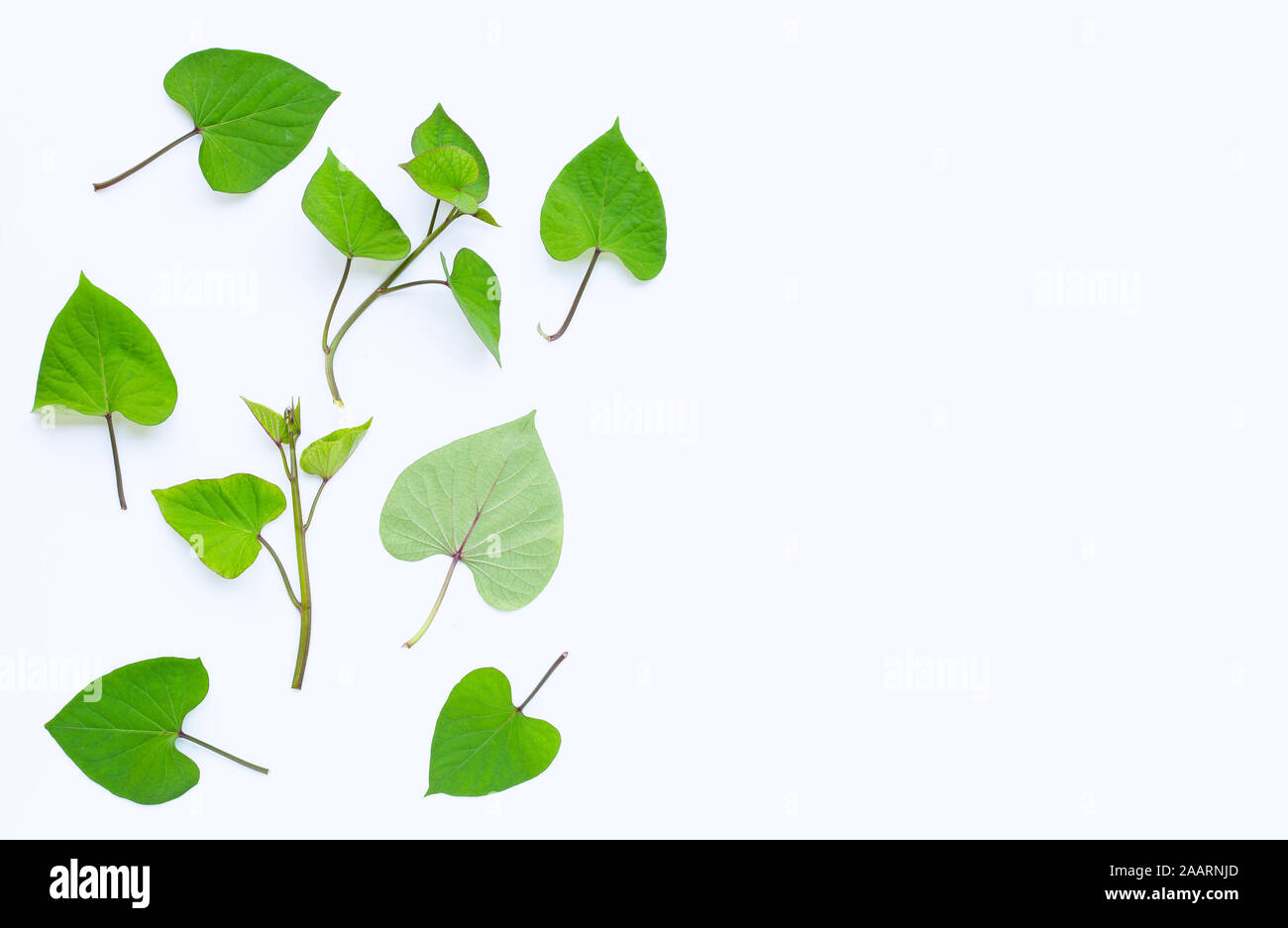 Japanese sweet potato leaves on white background Stock Photo Alamy