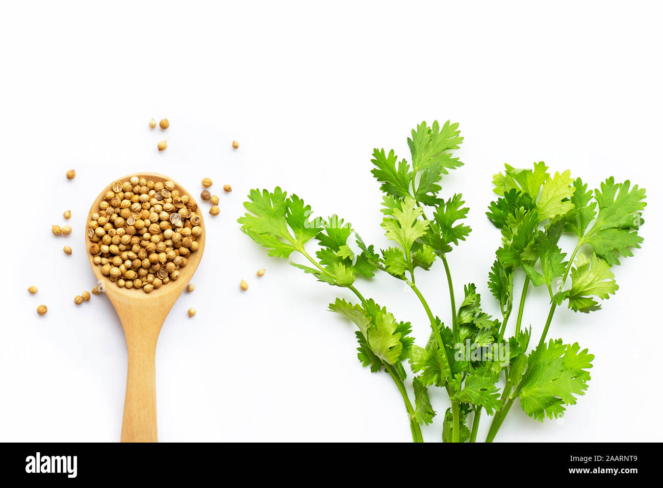 Coriander seeds with fresh leaves isolated on white background. Stock Photo