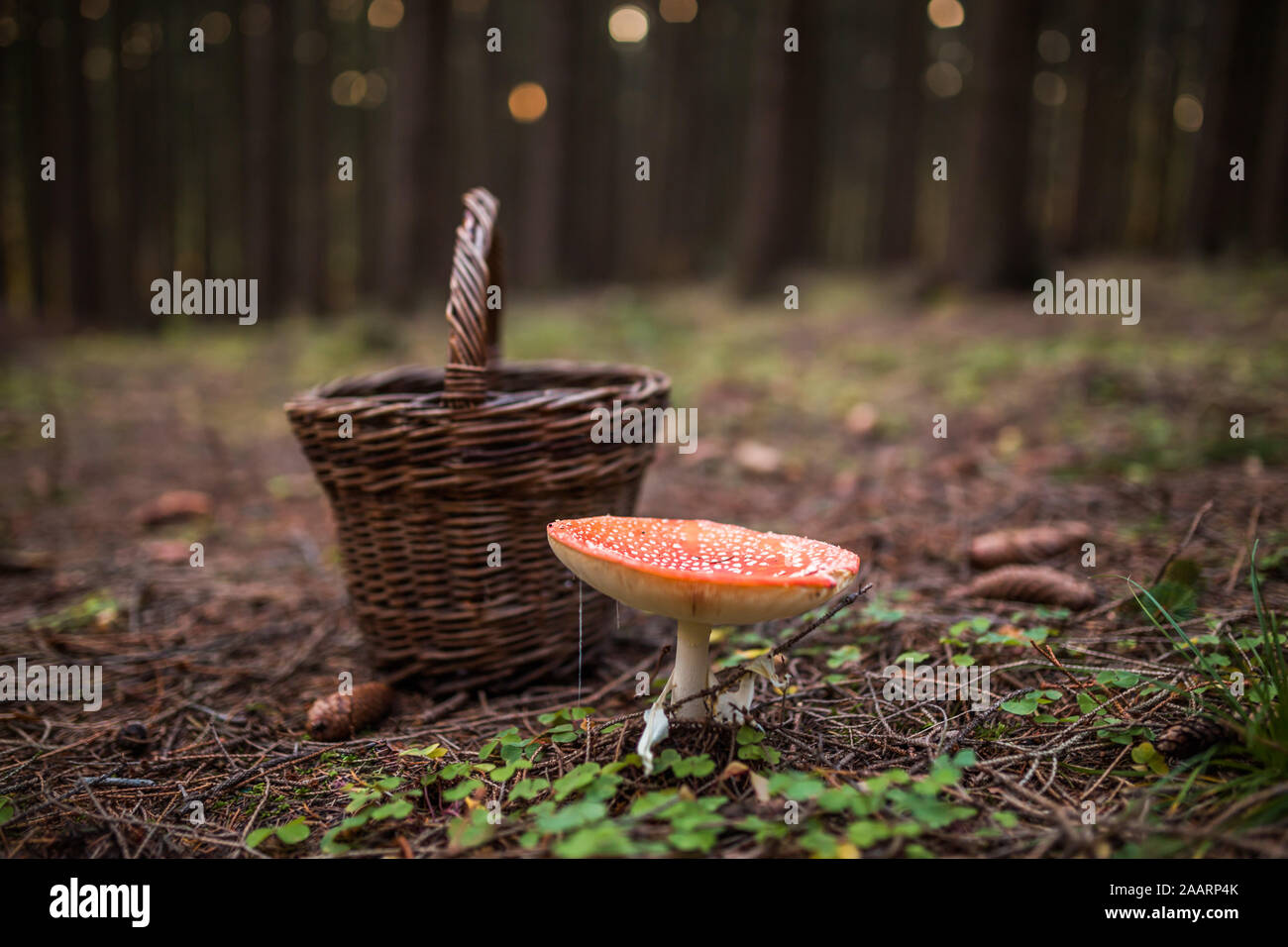 Poisonous mushroom Amanita muscaria next to basket in forrest, concept of mushroom hunter. Warning, inedible. Stock Photo