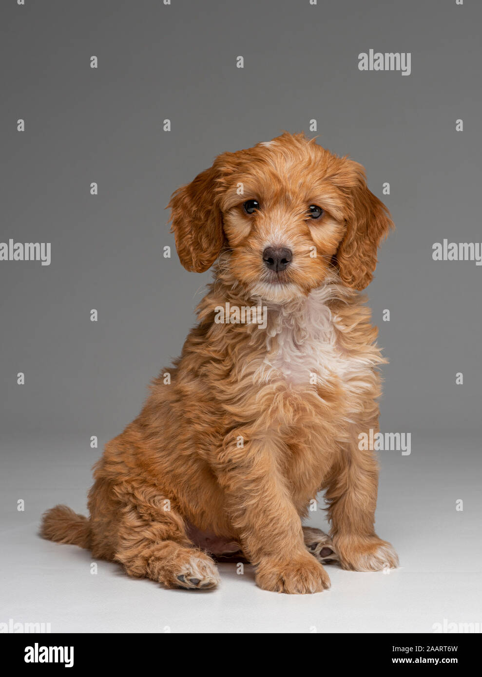 Apricot Cockapoo puppy sitting obediently Stock Photo - Alamy