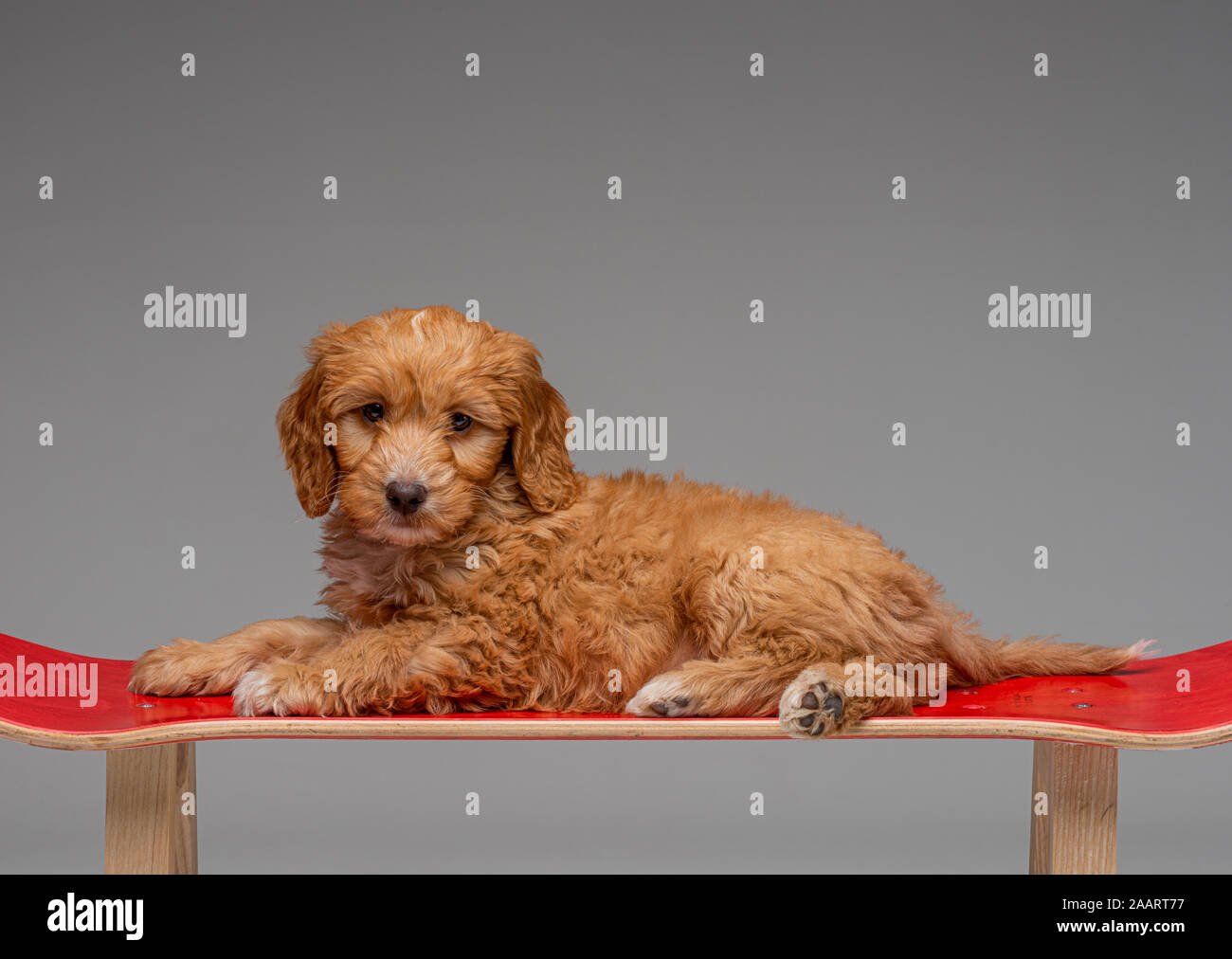 Apricot Cockapoo puppy laid on red skateboard stool Stock Photo