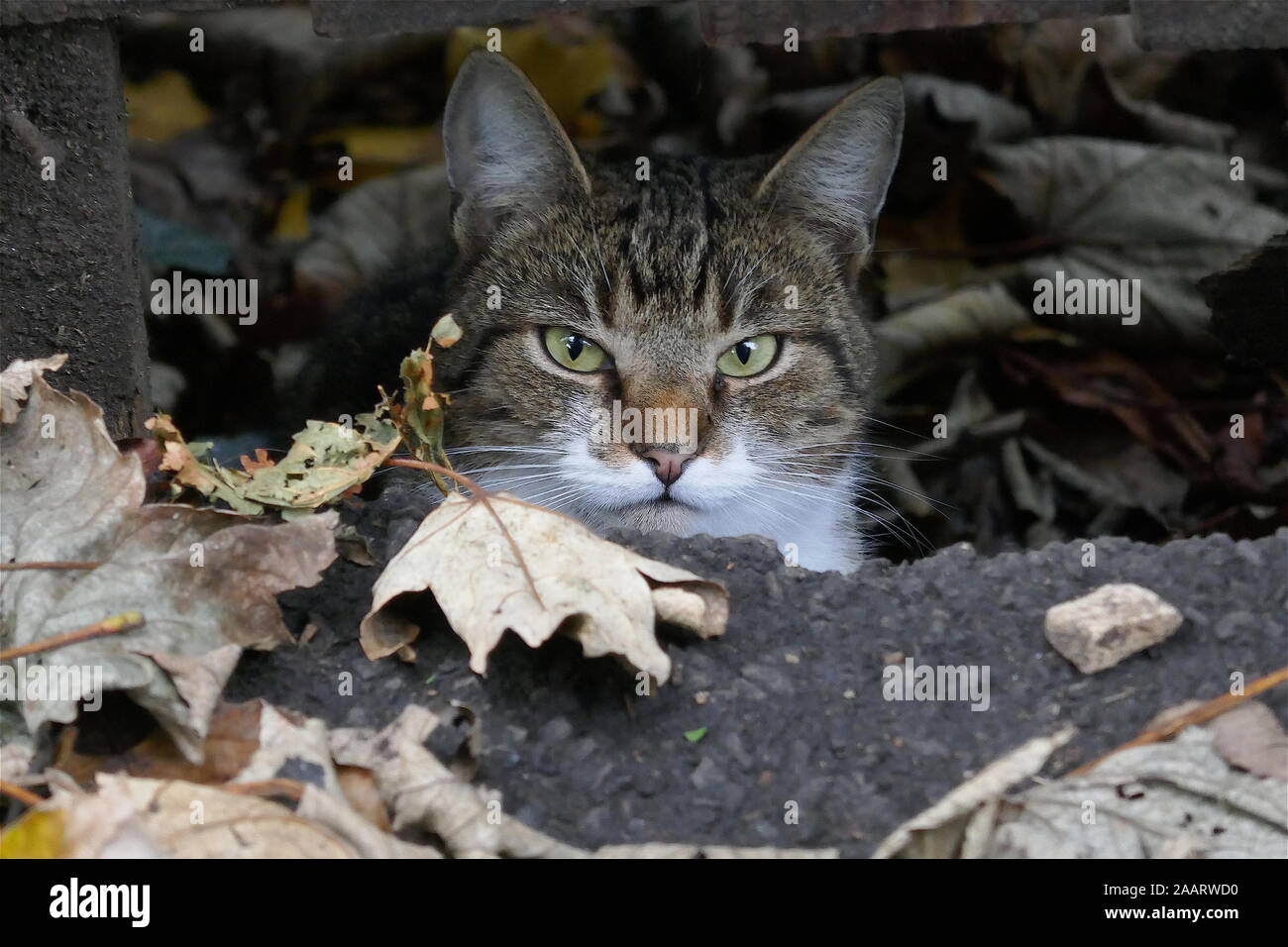 Cat hiding in Autum leaves Stock Photo