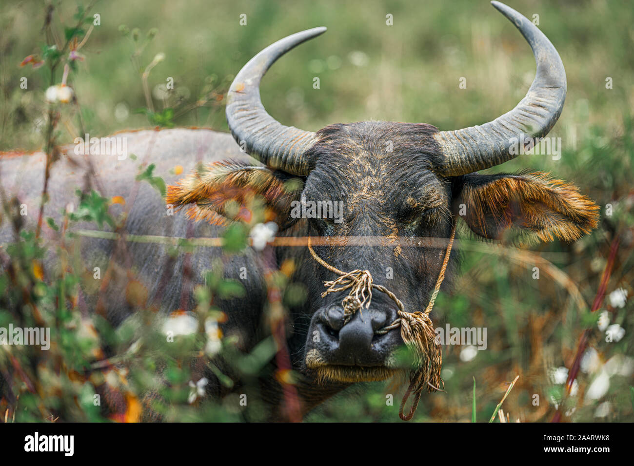Close up of Water Buffalo, large horned animals as they graze on the