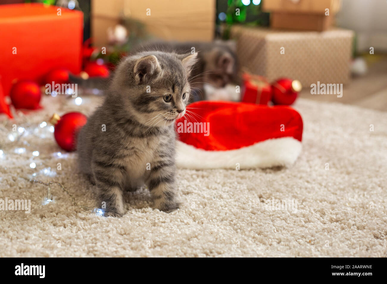 Christmas cats play with red balls, lights. Beautiful little tabby
