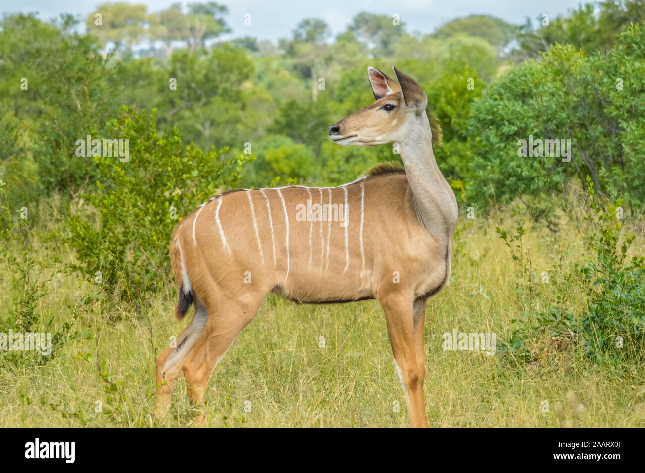 A big family of Kudu antelopes in Kruger national park South Africa Stock Photo