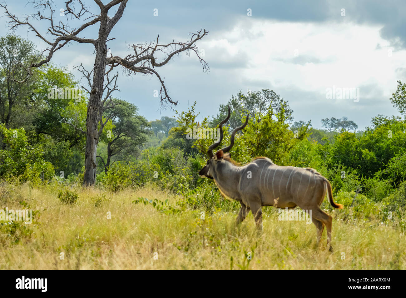 A large Kudu antelope with big horn in Kruger national park South Africa Stock Photo