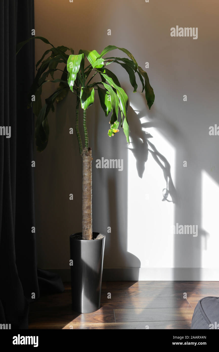 Potted plant on the floor at home Stock Photo Alamy