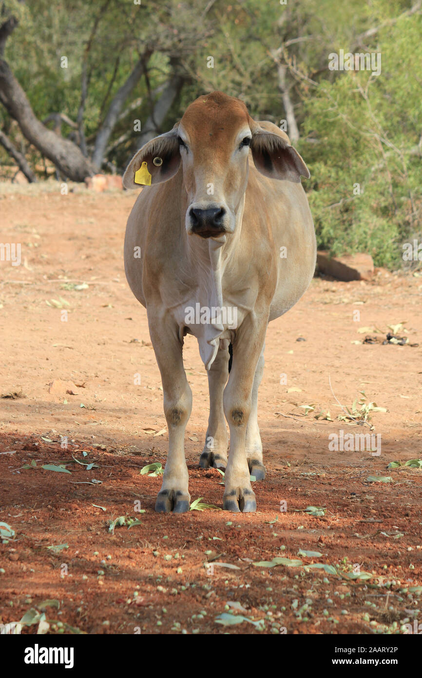 Brahman Cattle Australia High Resolution Stock Photography And Images Alamy