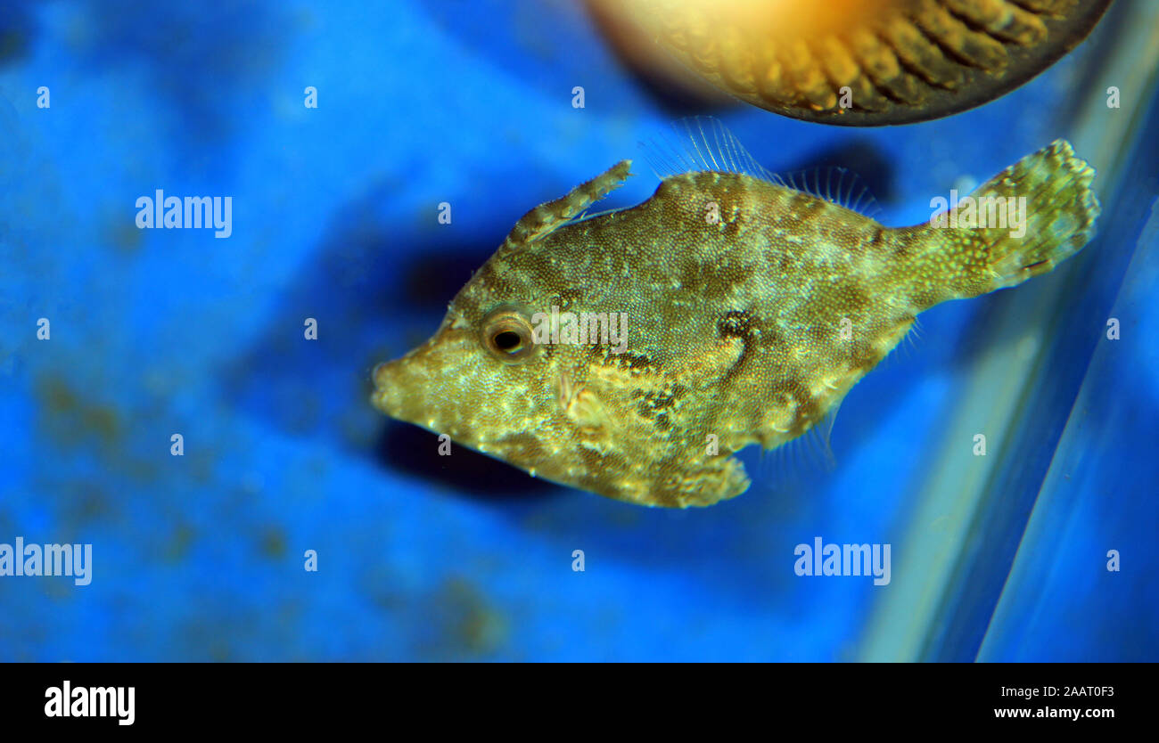 Bristle tail filefish - Acreichthys tomentosus Stock Photo