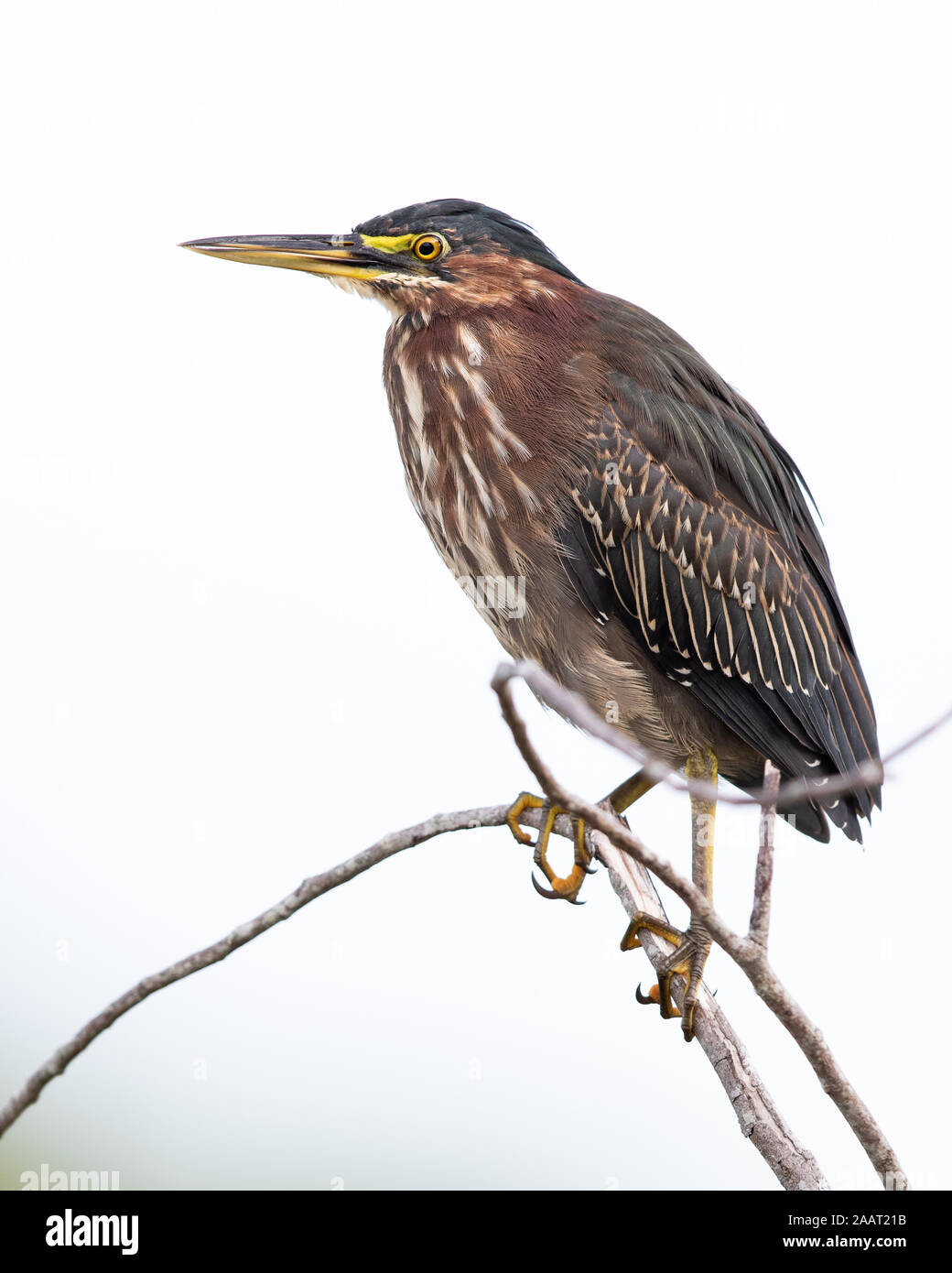 A green heron perched on a branch. Stock Photo