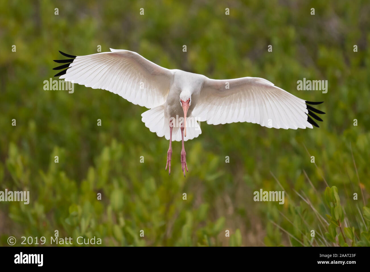 A white ibis coming in for a landing Stock Photo