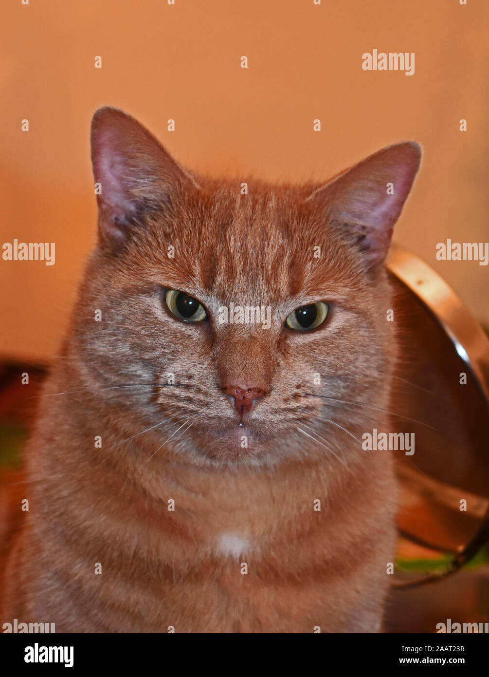Grumpy moggy cat Stock Photo