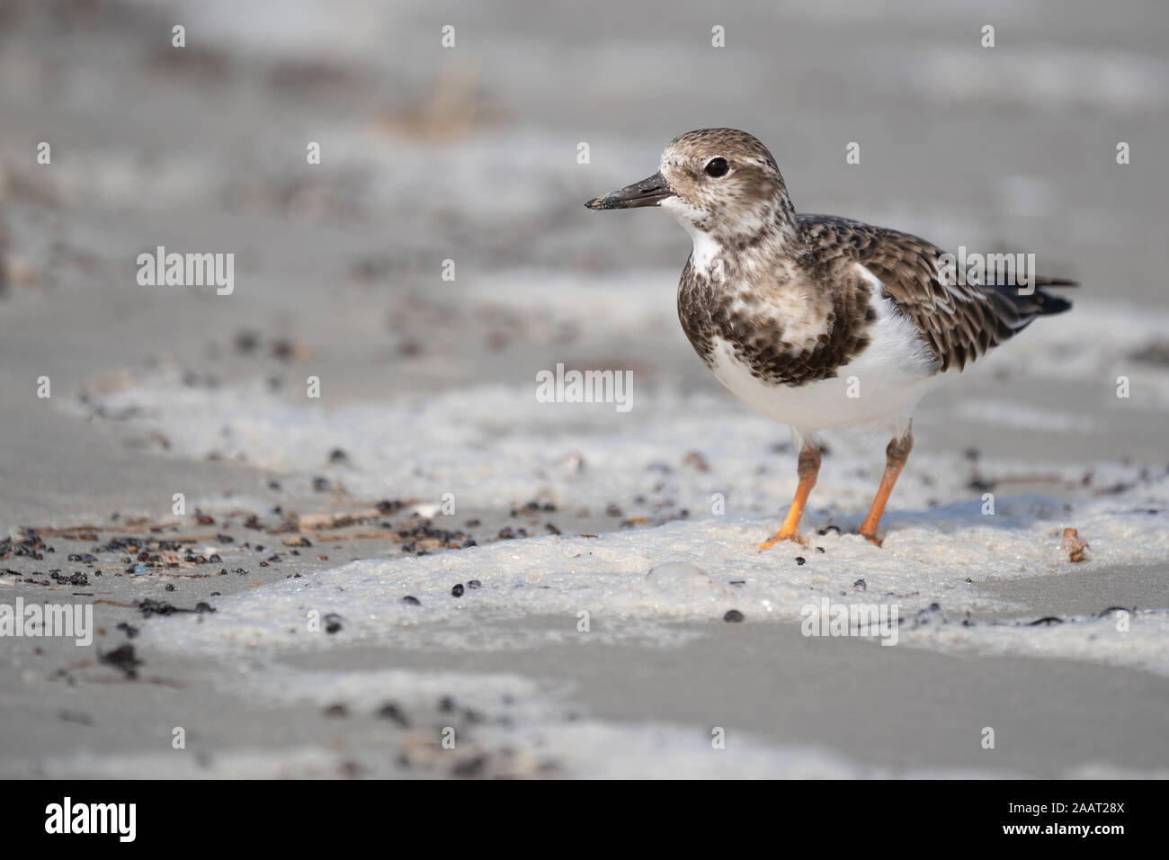 A ruddy turnstone walking the beach in search of food. Stock Photo