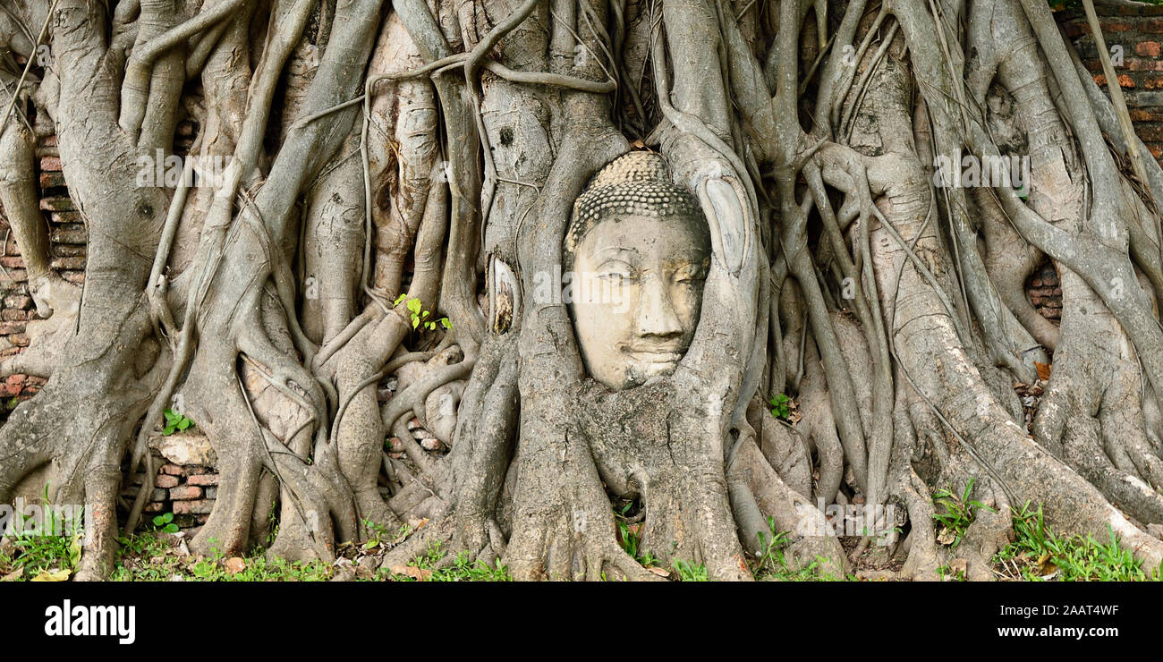 The ancient runis in  Ayutthaya old city, Buddha face on the tree, Thailand. Stock Photo