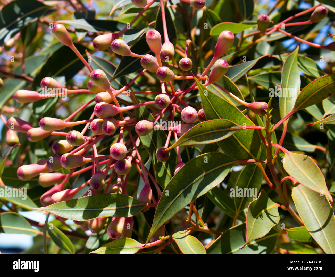 Planting for Native Birds, Bees and Butterflies How to create a garden that attracts Australian wildlife