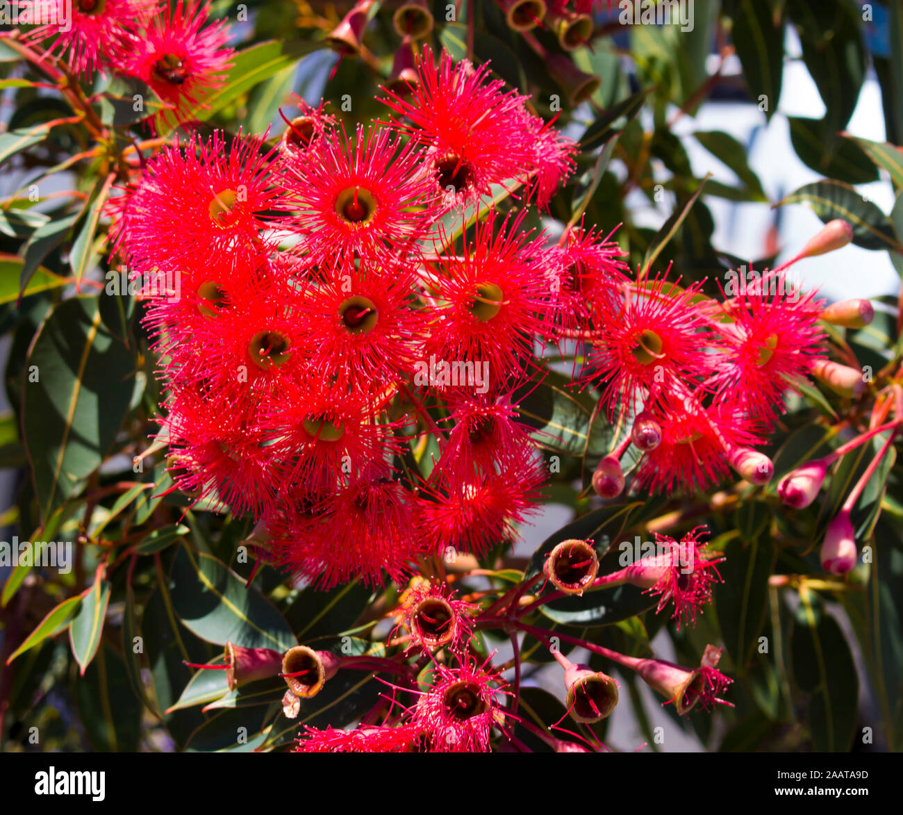 Brilliant red Blossoms of ornamental  Eucalyptus ficifolia West Australian scarlet flowering gum tree in late spring attracts native birds and bees. Stock Photo
