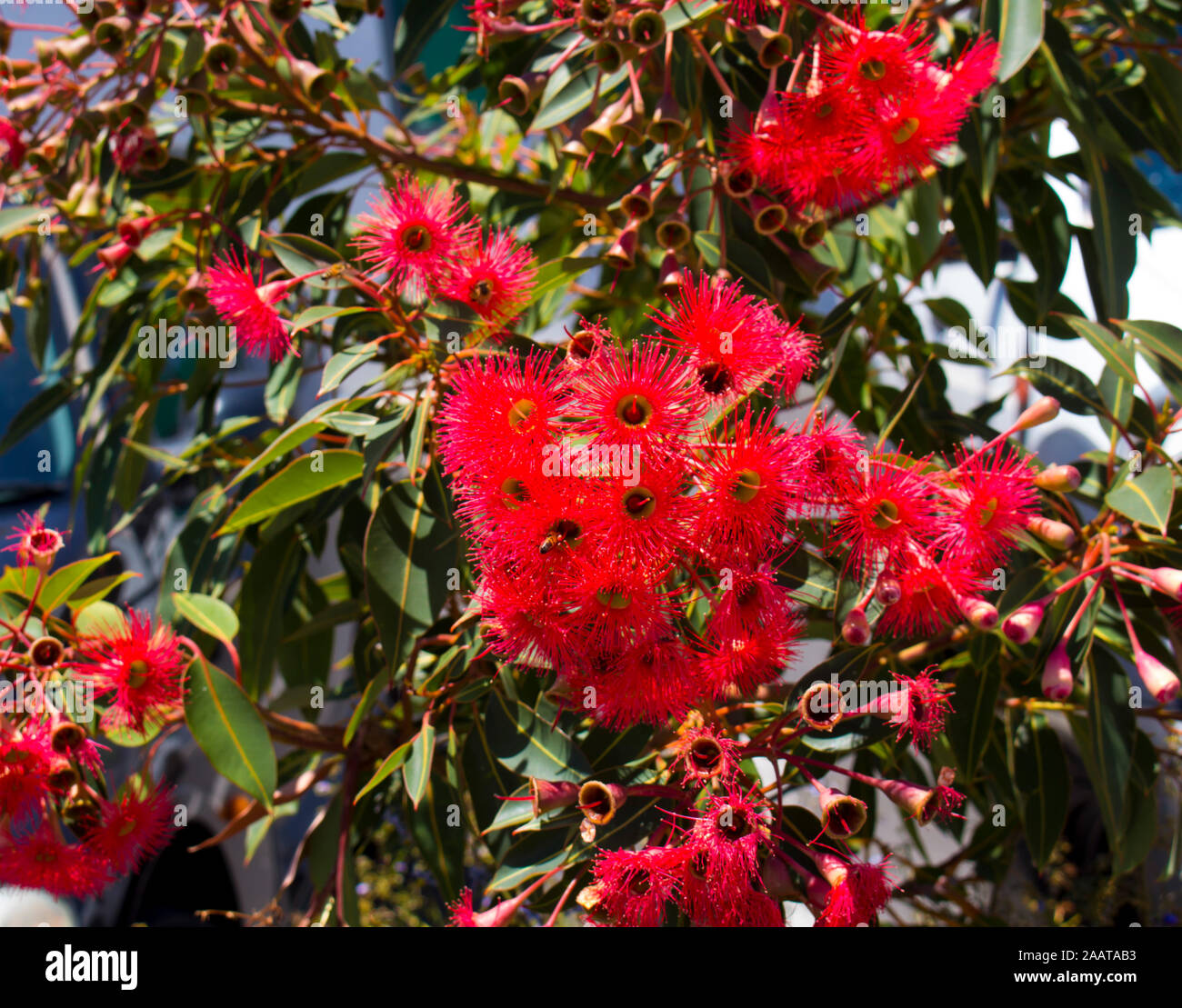 Red Flowering Gum Tree (Corymbia ficifolia) – Bees N Blooms