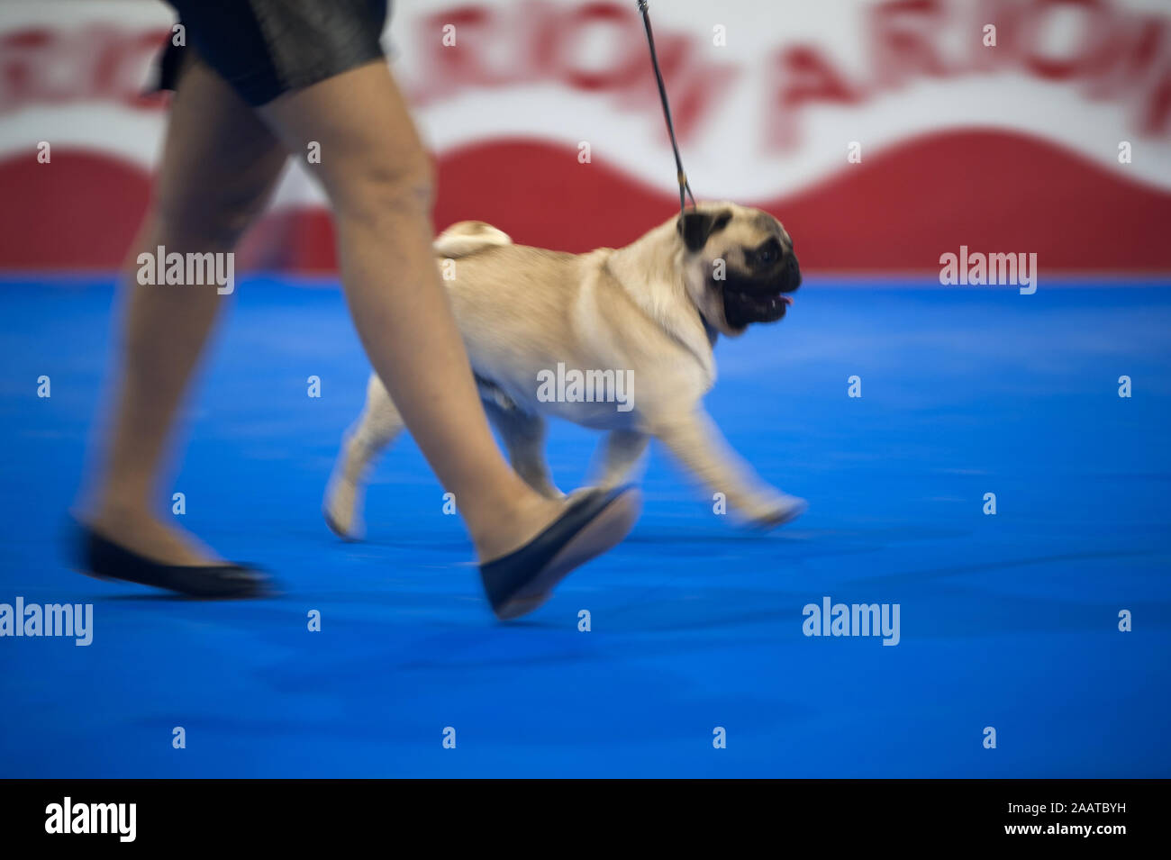 devoted dog training