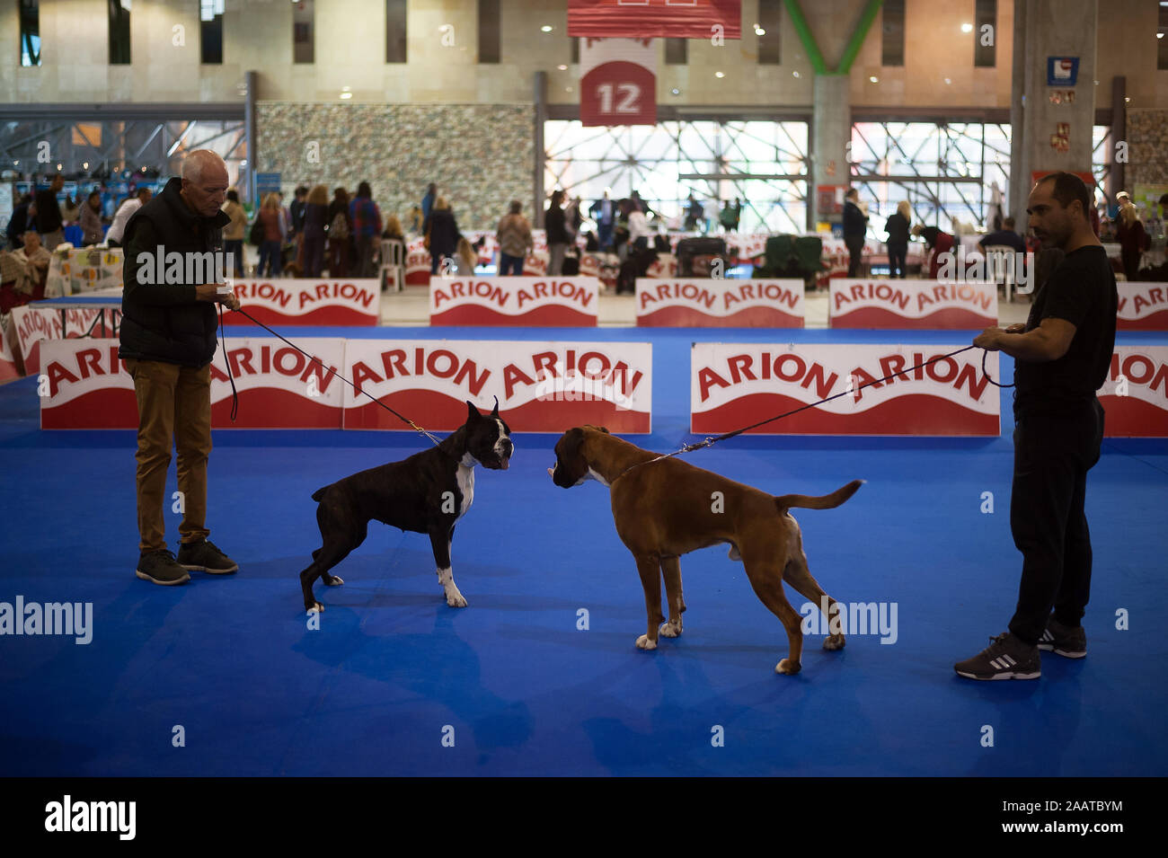 How Do You A Professional Dog Handler