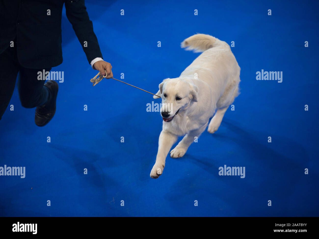 devoted dog training