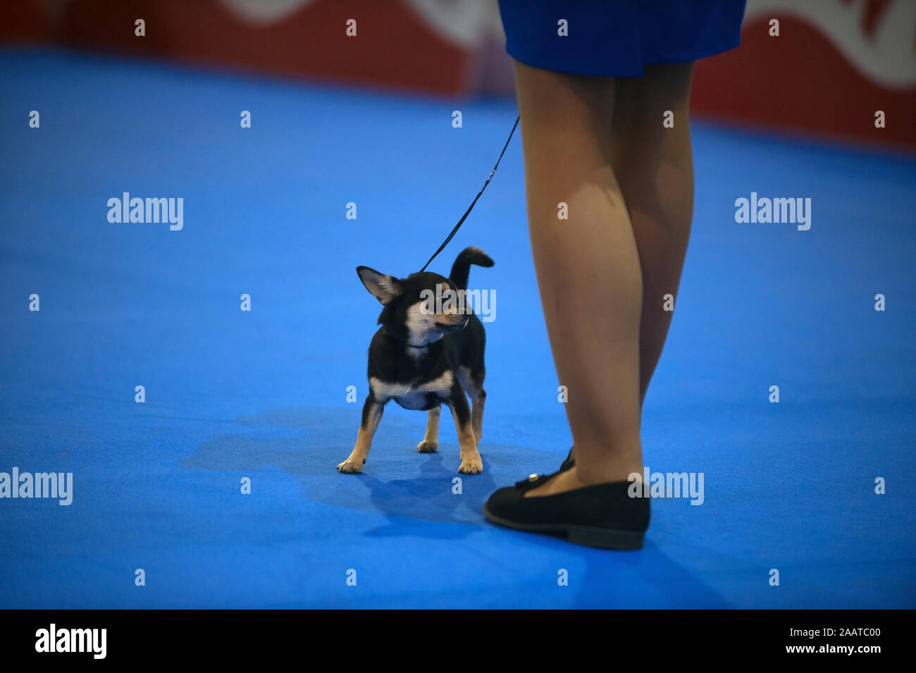 devoted dog training