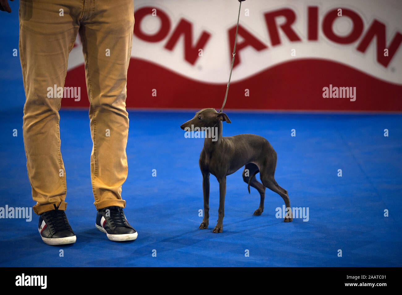 devoted dog training