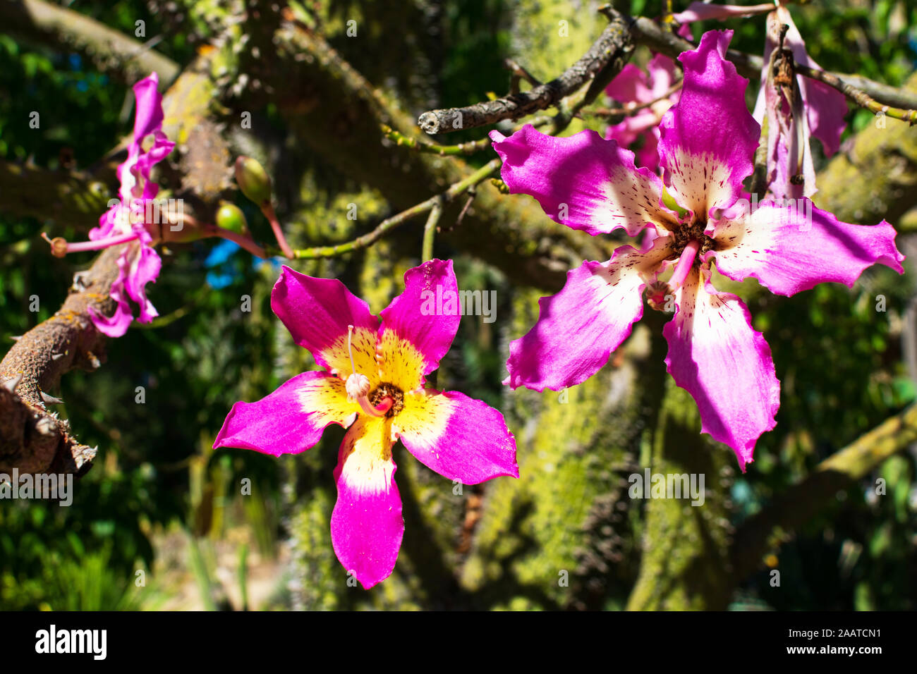 Floss silk tree blooming flowers closeup. Ceiba speciosa tree is native to the tropical and subtropical forests of South America. Stock Photo