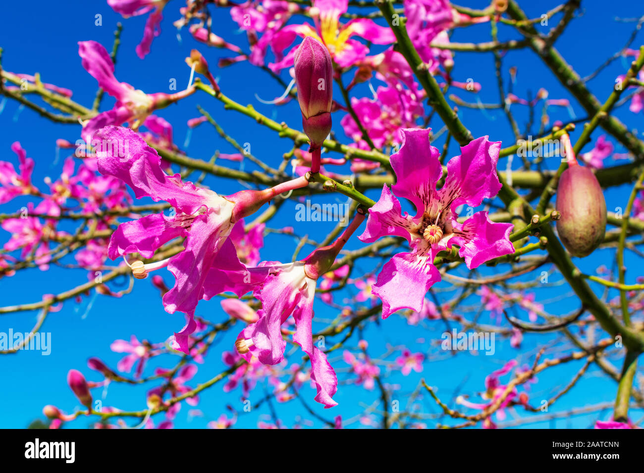 Nếu bạn muốn thưởng thức vẻ đẹp tuyệt vời của thiên nhiên, hãy click vào ảnh liên quan đến floss silk tree ngay! Loài cây này được biết đến với những bông hoa rực rỡ, đặc biệt là vào mùa thu. Hãy xem trong ảnh, những cánh hoa được nở rộ và tô điểm cho không gian xung quanh trở nên thật tuyệt vời!