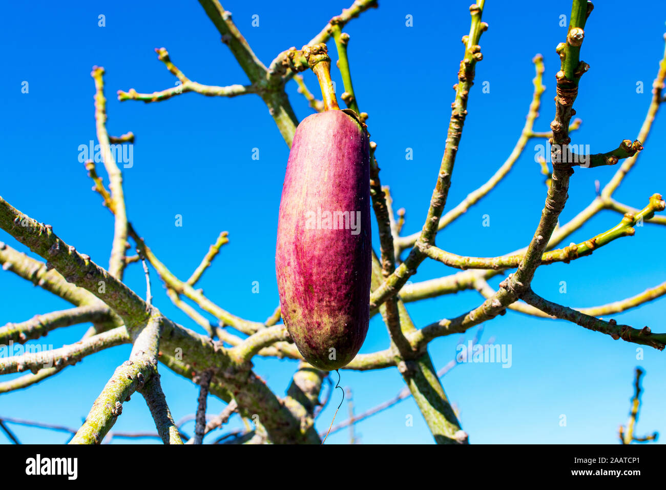 Pear shaped capsule, ovoid fruit pod, of floss silk tree. No leaves on Ceiba speciosa tree trunks. Stock Photo