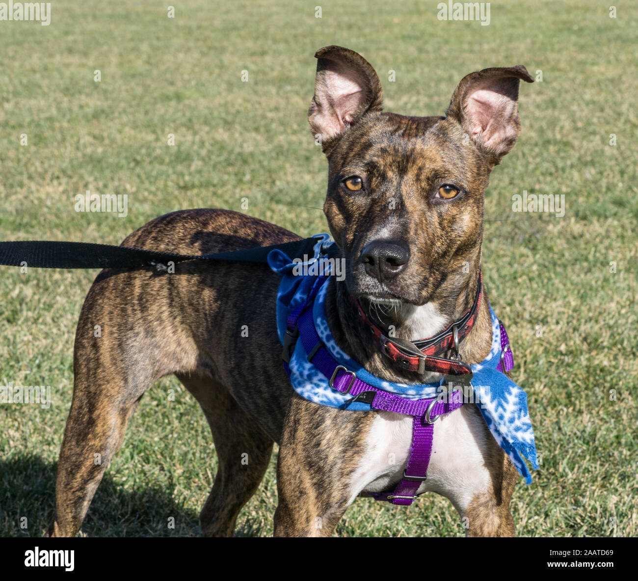 Pitbull terrier hi-res stock photography and images - Alamy