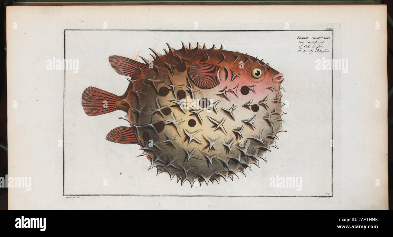 Bottlefish hires stock photography and images Alamy