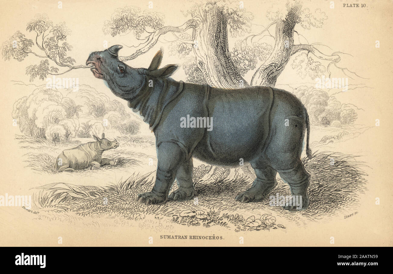 Sumatran rhinoceros, Dicerorhinus sumatrensis, extinct. Handcoloured engraving on steel by William Lizars from a drawing by James Stewart from Sir William Jardine's 'Naturalist's Library: Mammalia, Pachydermes or Thick-Skinned Quadrupeds' published by W. H. Lizars, Edinburgh, 1836. Stock Photo