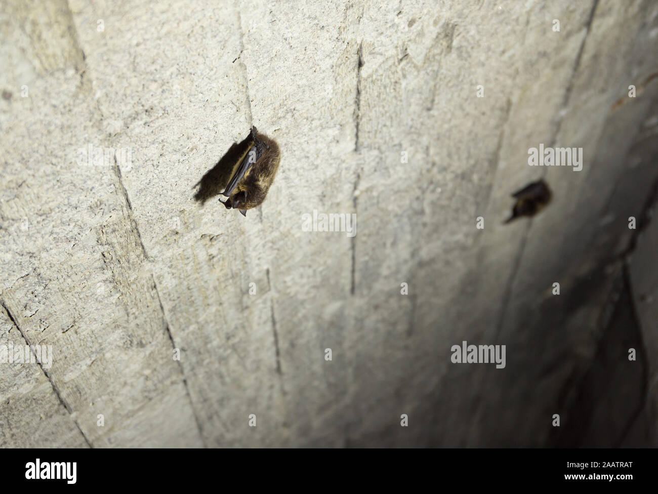Northern bat hibernating in an old military bunker (Eptesicus nilssonii) Stock Photo