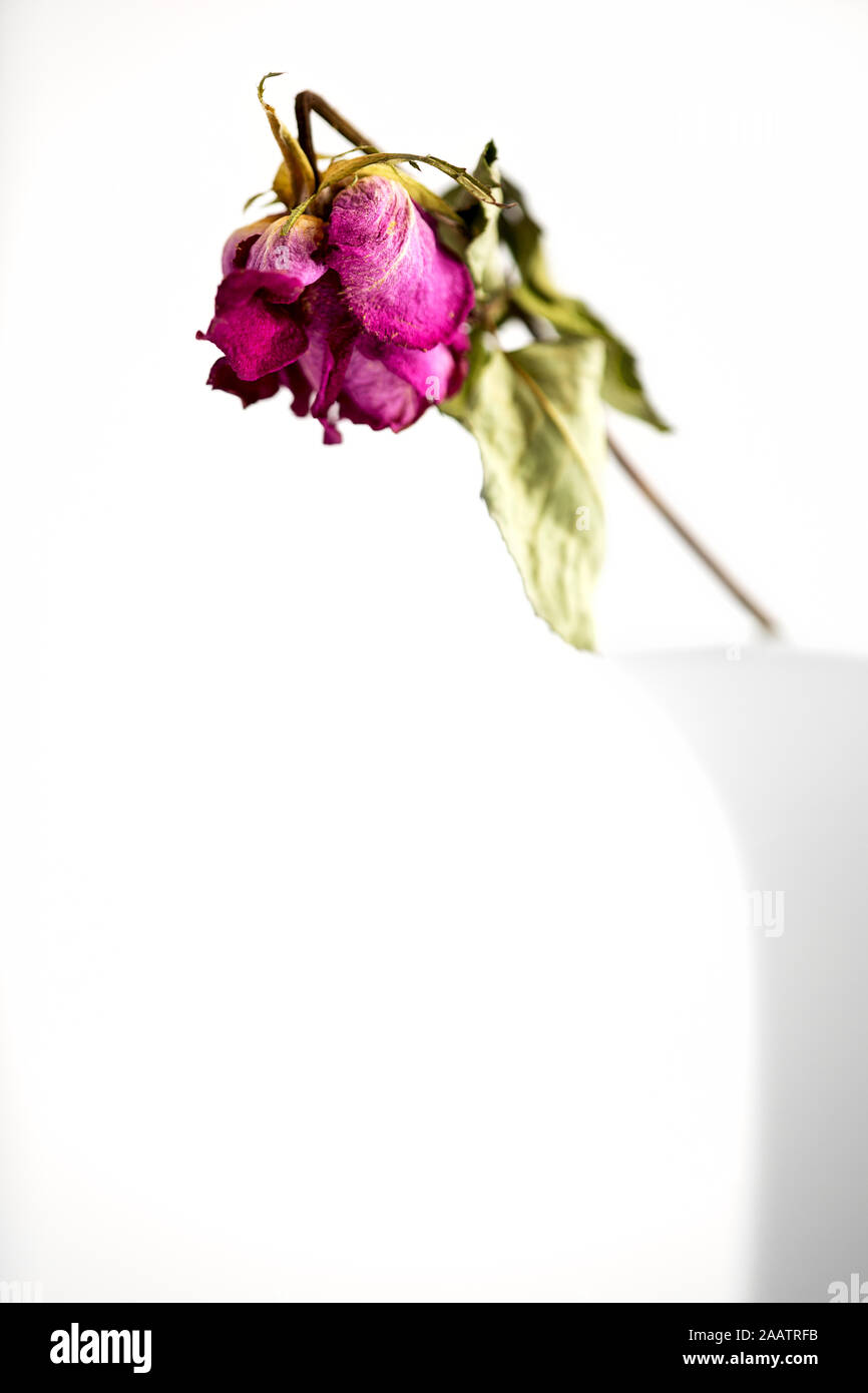 Dried Roses stock photo. Image of decor, crafts, aging - 17498720