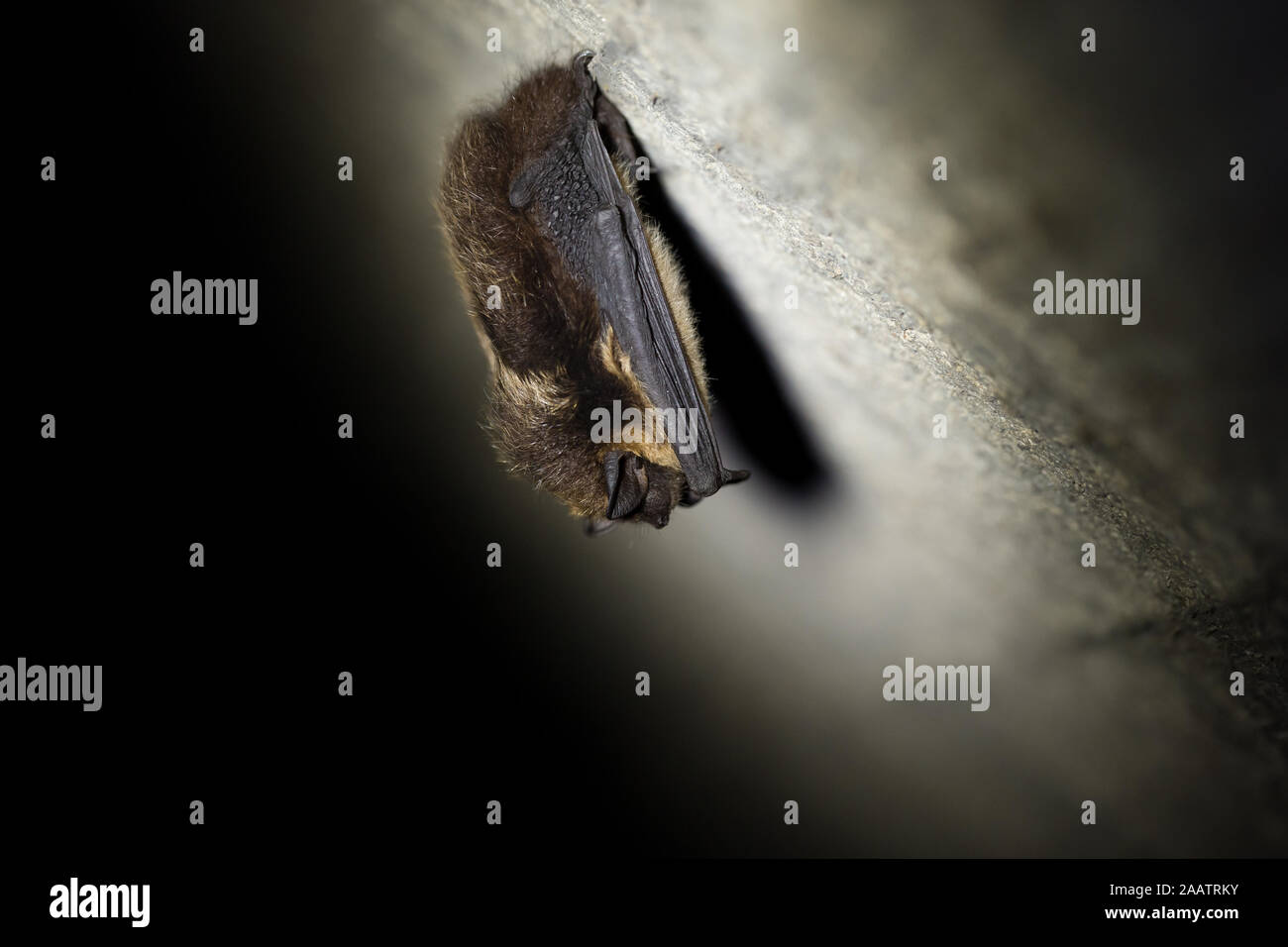 Northern bat hibernating in an old military bunker (Eptesicus nilssonii) Stock Photo