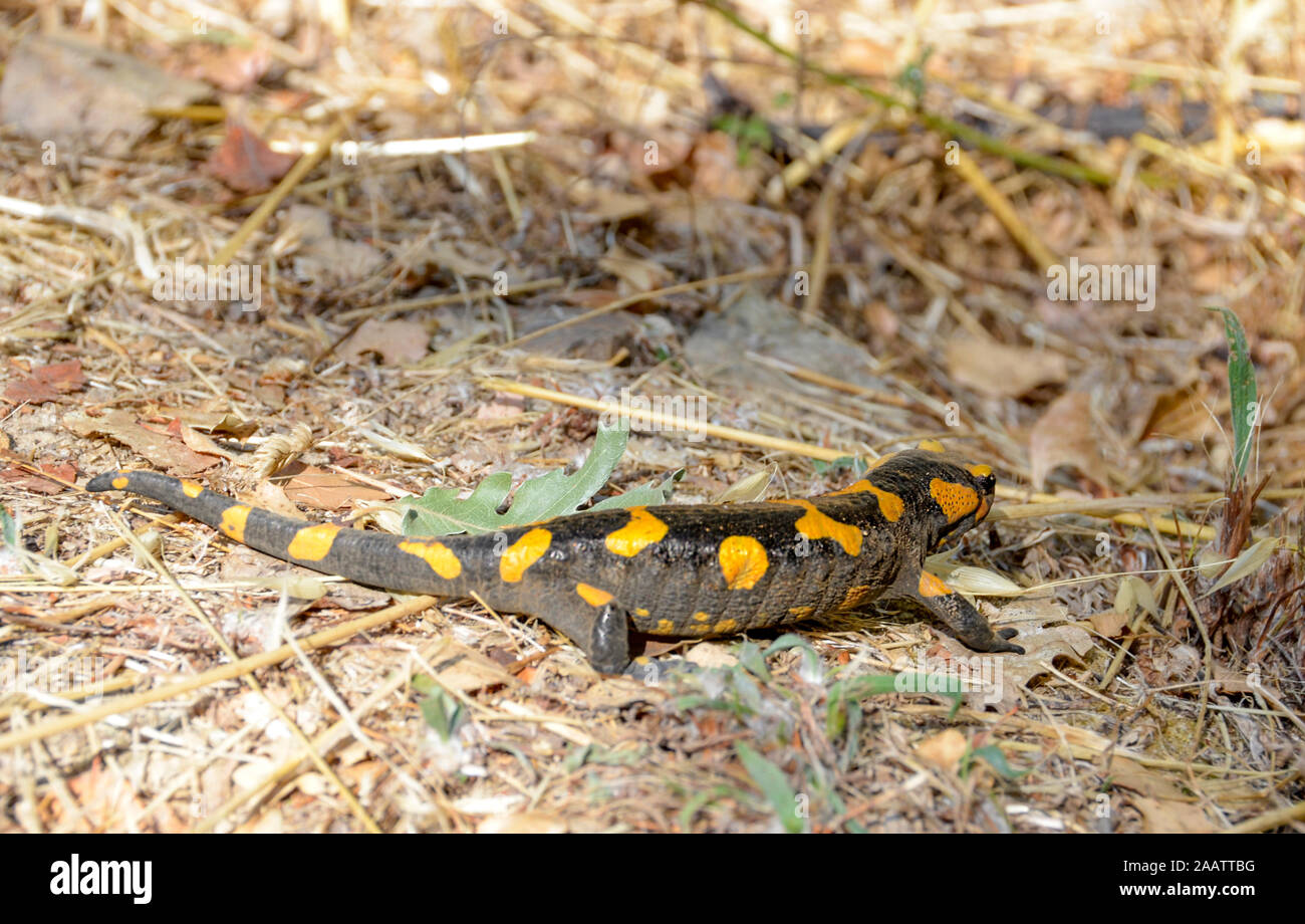Poisonous salamandra ,Linnaeus,werneri ,Sochurek,Gayda Stock Photo