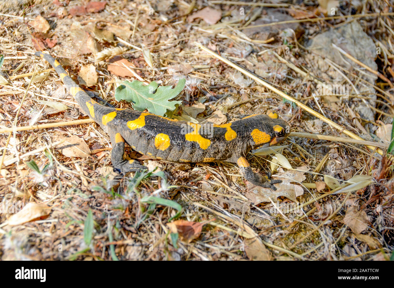Poisonous salamandra ,Linnaeus,werneri ,Sochurek,Gayda Stock Photo