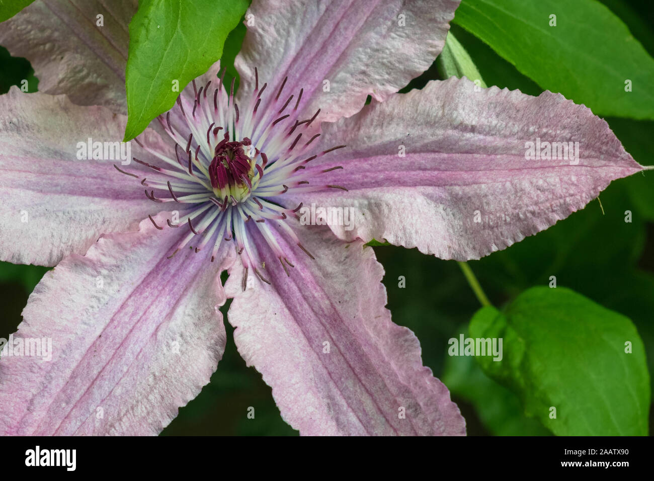 Detailed view of Clematis cultivar 'Hagley Hybrid'. Light rose to pink flowered clematis in a botanical garden. Stock Photo