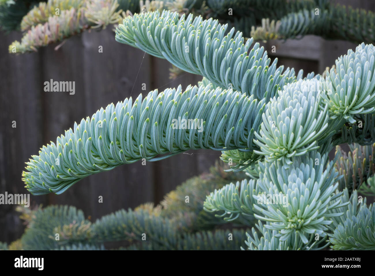 Young shoots of Abies procera glauca (Noble fir) in spring in a botanical garden. Beautiful soft blue silvery colored needles. Stock Photo