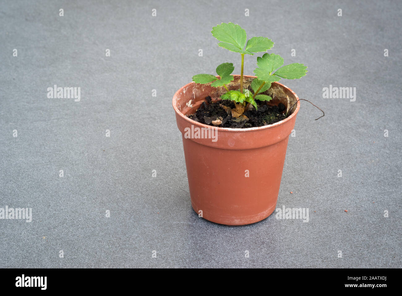 Strawberry growing in pot hi-res stock photography and images - Alamy