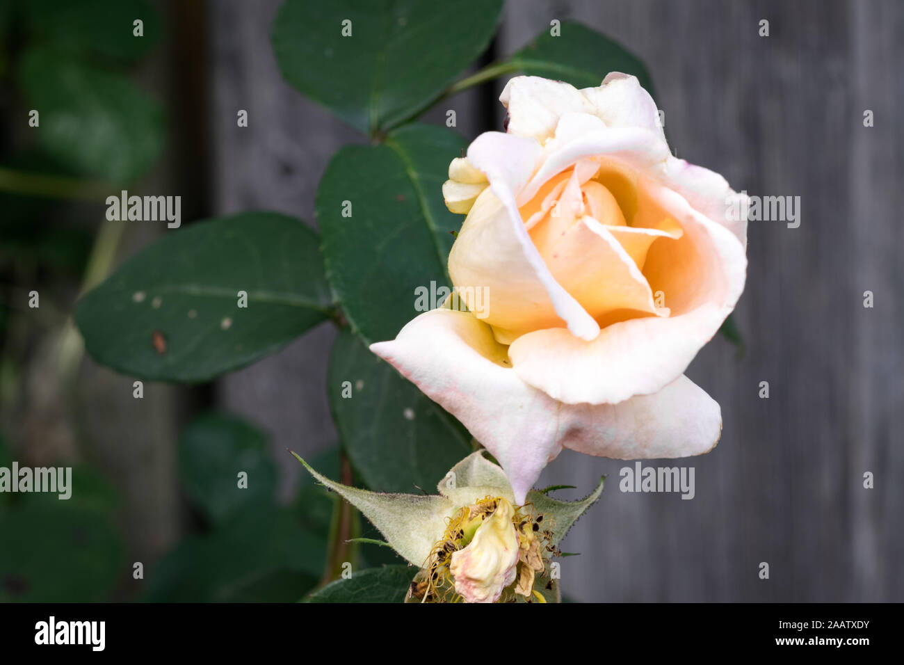 Soft yellow climbing rose hi-res stock photography and images - Alamy
