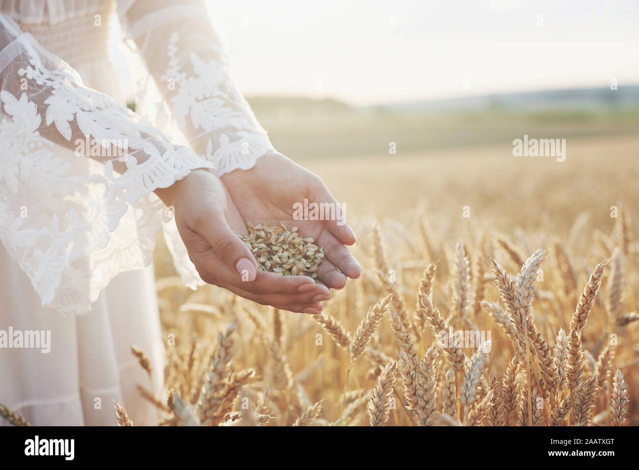 Harvest, close up of girl hands holding wheat grains. Agriculture and ...