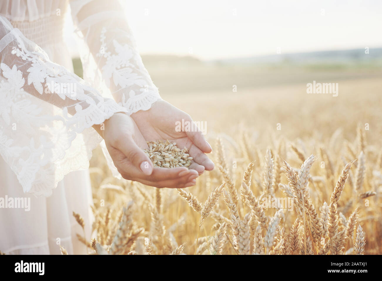 Harvest, close up of girl hands holding wheat grains. Agriculture and ...