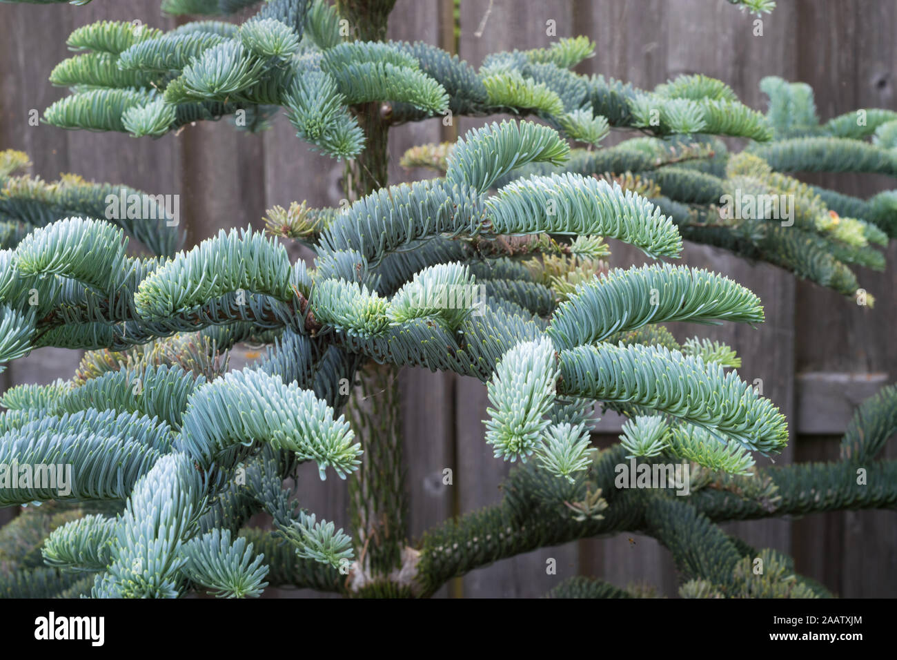 Branches of young Noble fir (Abies procera) in a botanical garden in spring. Beautiful soft needles with a blue silver color. Stock Photo